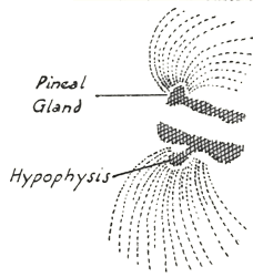 Diagram 16 from An Occult Physiology (1951) ...